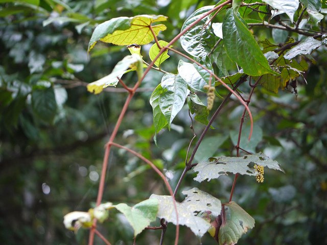 ampelocissus-indica-4.jpg